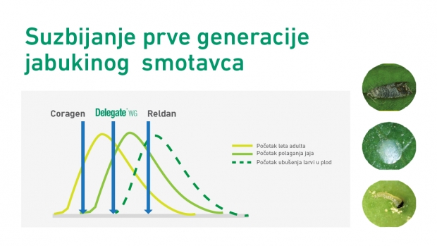 Strategija suzbijanja 1. generacije smotavca