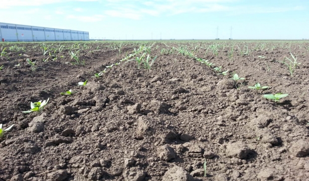 Mont + Terbis + Girasolin