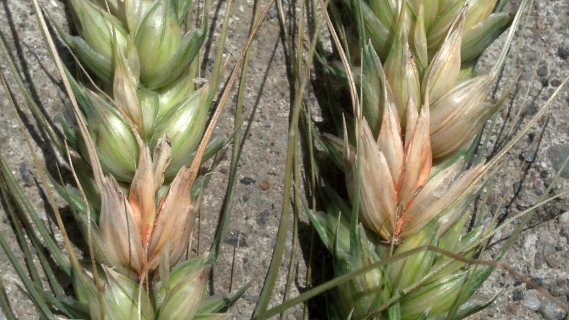 Fusarium