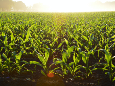 Za zdrav usev i dobar rod pšenice - novi fungicid Ugo