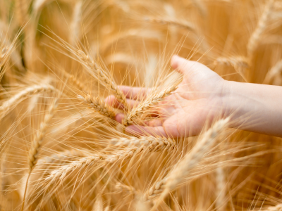 Moćno rešenje protiv Fusariuma i ostalih bolesti pšenice