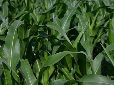 Izaberite najbolje herbicide za vaš kukuruz