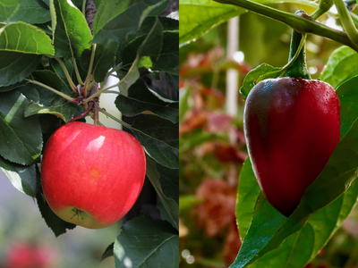 Rešenje za zaštitu povrća i voća od štetočina
