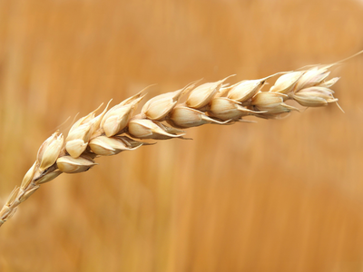 Za zdrav usev i dobar rod pšenice