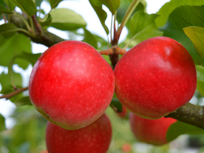 Efikasna zaštita jabuke od venturije