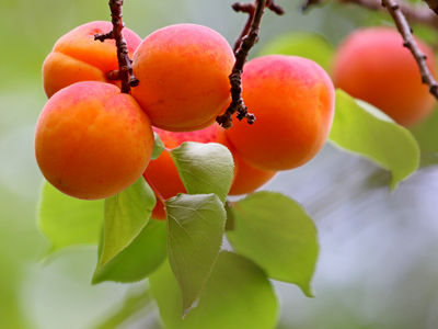 Zaštita koštičavog voća od monilioze cveta